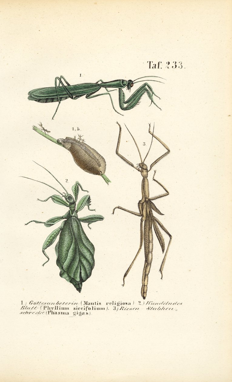 Mantidi religiose e insetti stecco da J. W. Tenhaeff
