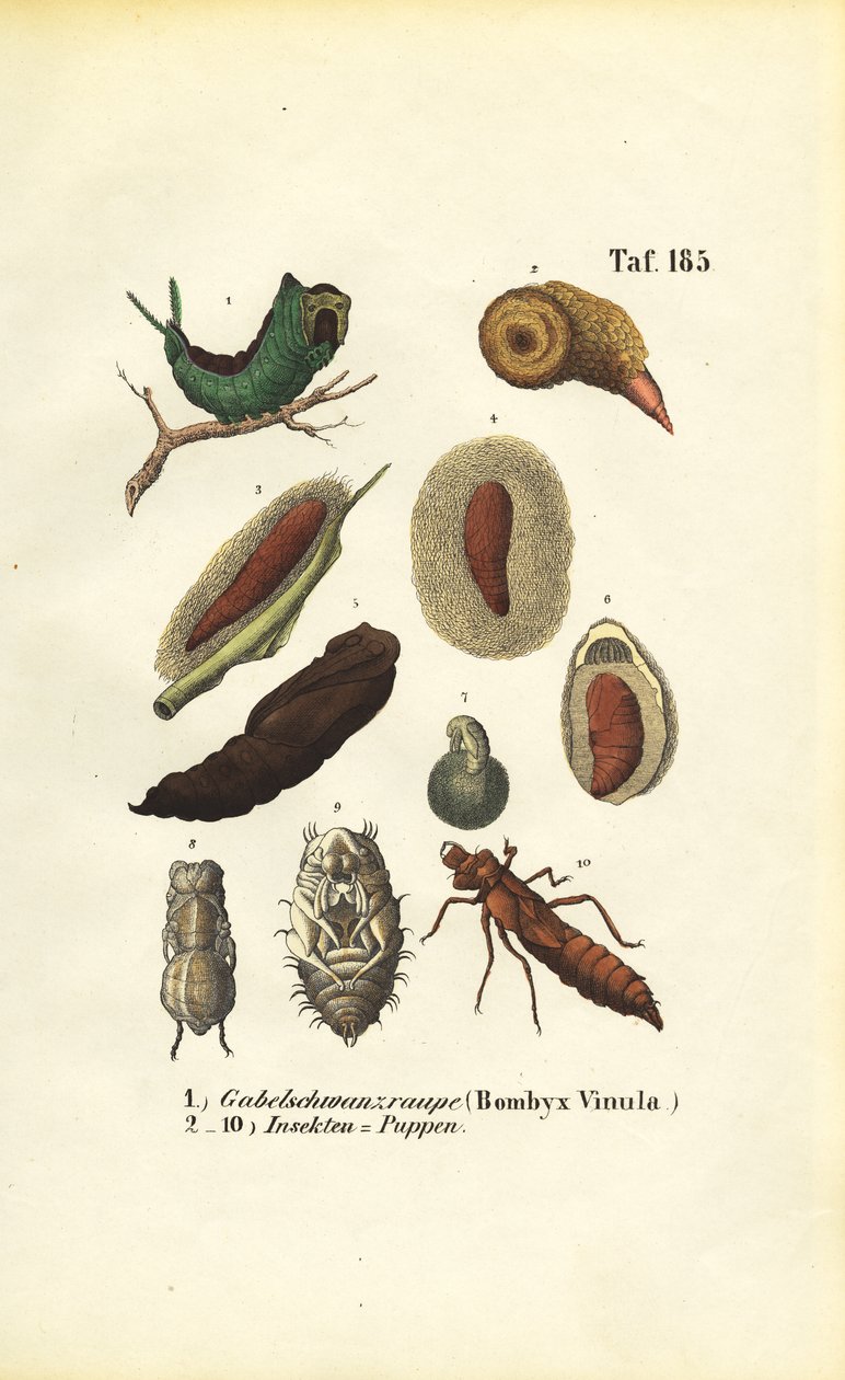 Bruco di tignola e pupe di insetto da J. W. Tenhaeff