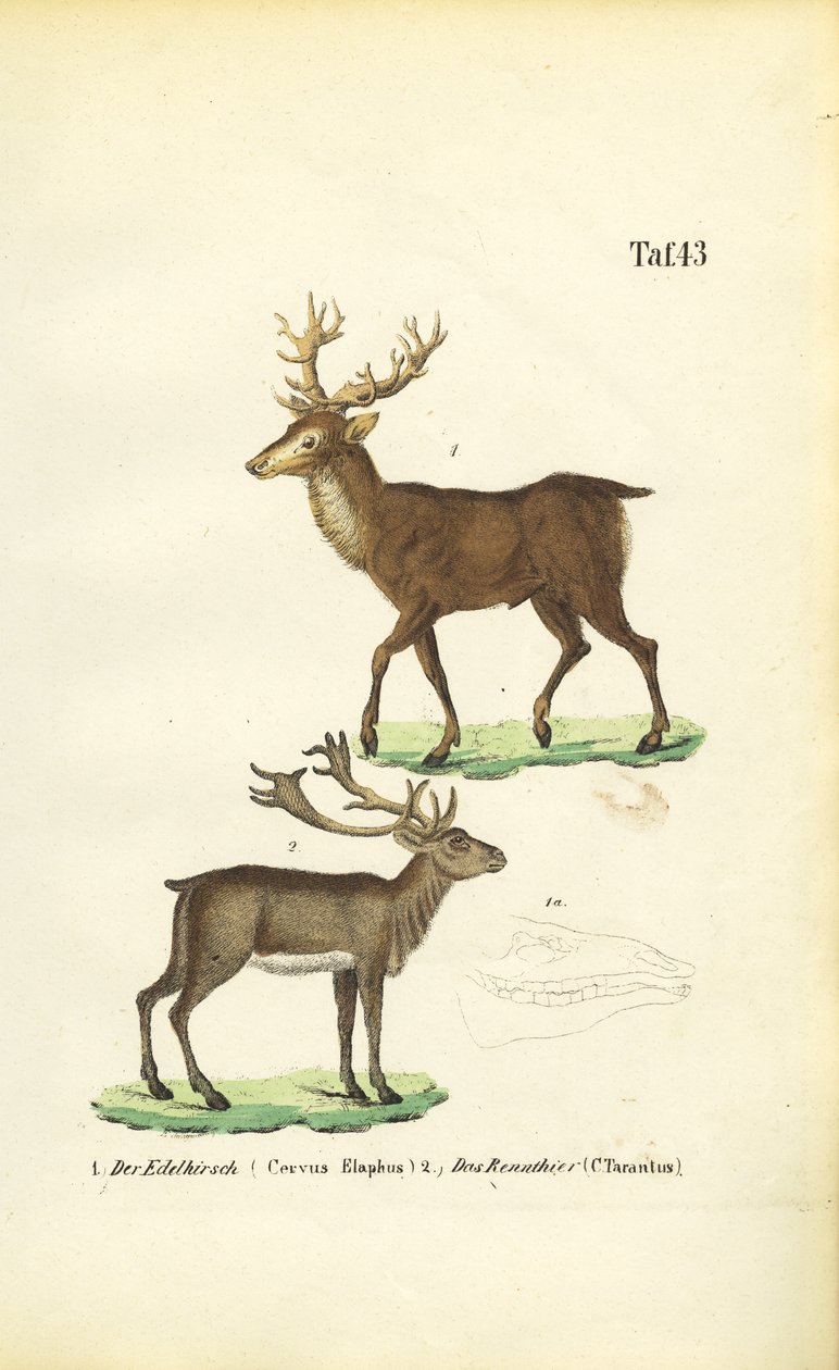 Cervi e renne da J. W. Tenhaeff