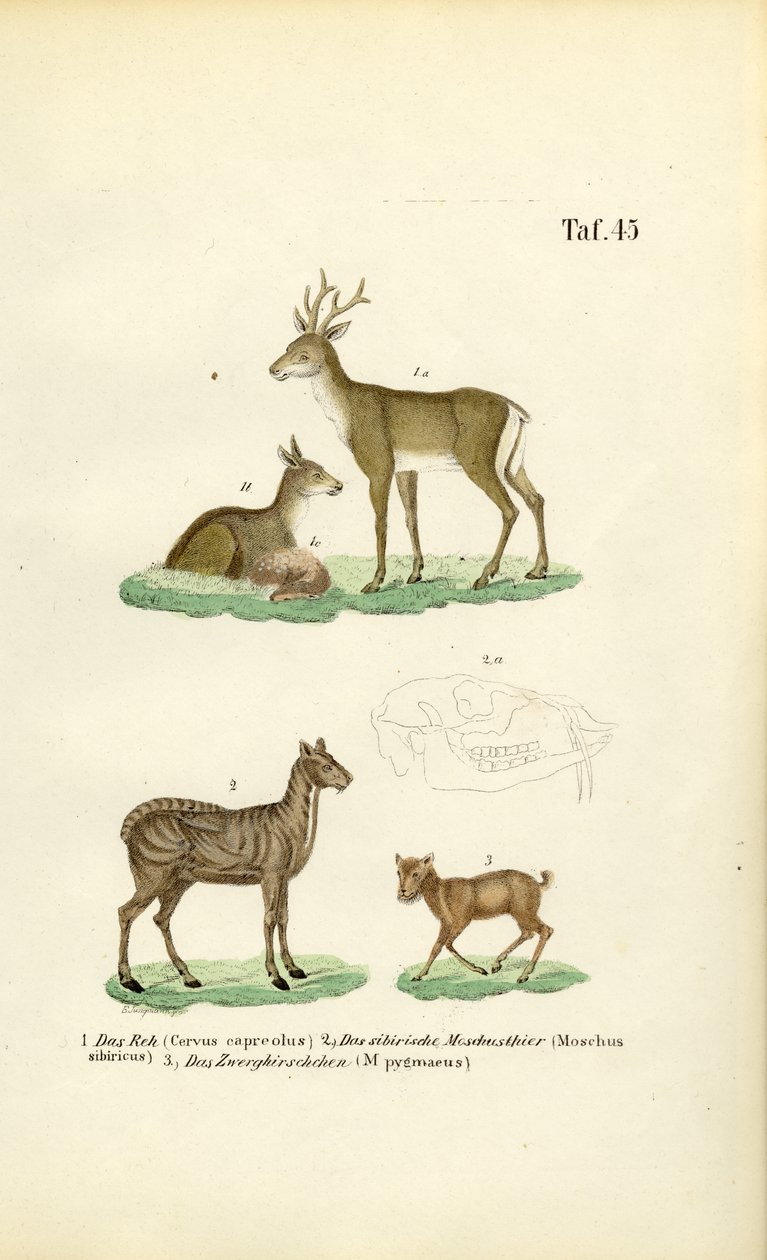 Capriolo, cervo muschiato e cervo topo da J. W. Tenhaeff