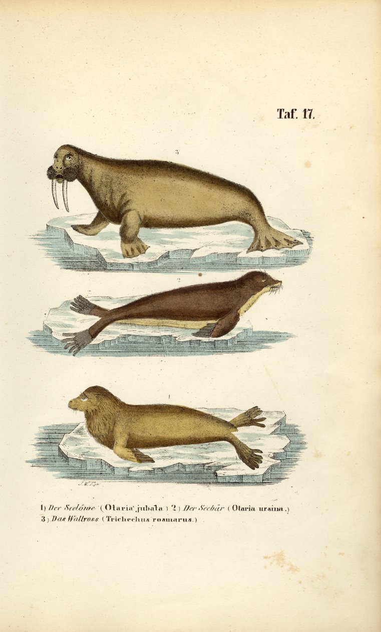 Leone marino, foca da pelliccia e tricheco da J. W. Tenhaeff