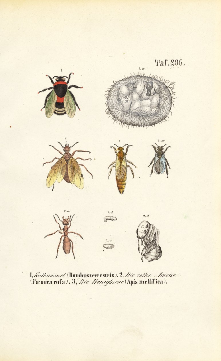 Insetti sociali con fasi di sviluppo da J. W. Tenhaeff