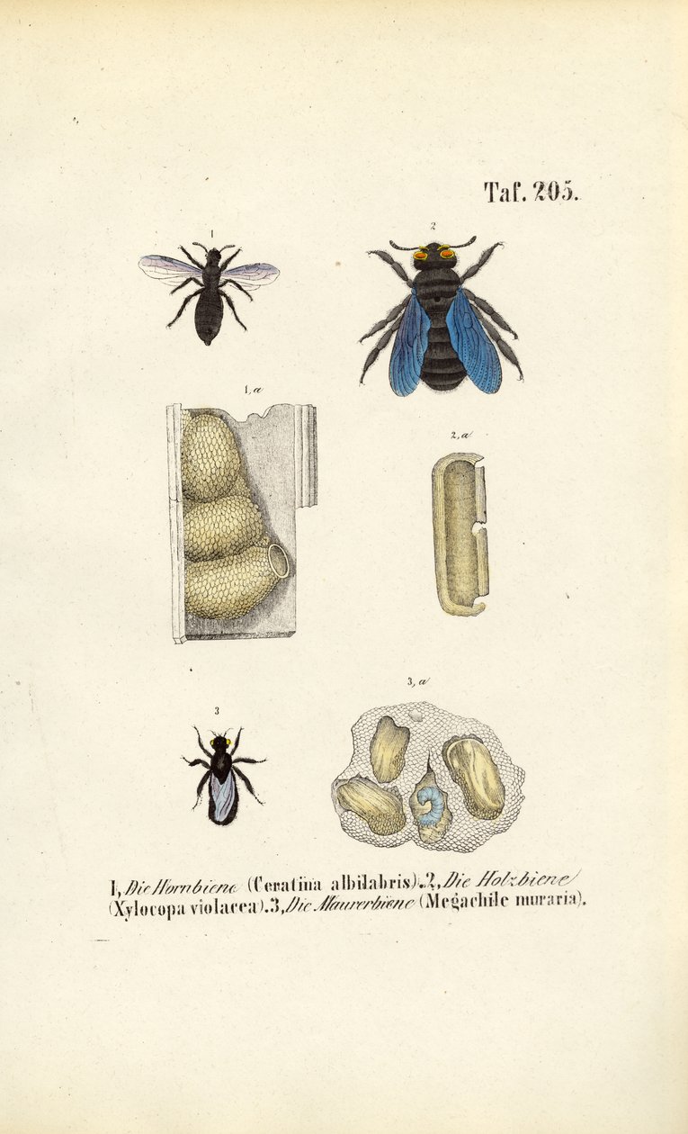 Specie di api specializzate e loro strutture di nido da J. W. Tenhaeff