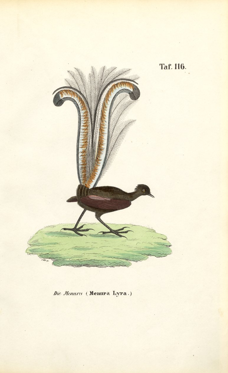 Uccello liofilo superbo da J. W. Tenhaeff