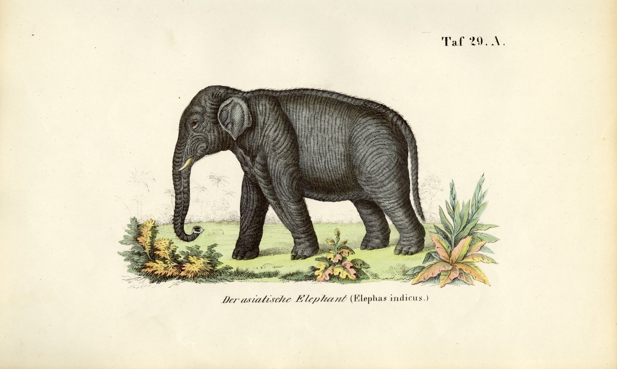  da J. W. Tenhaeff
