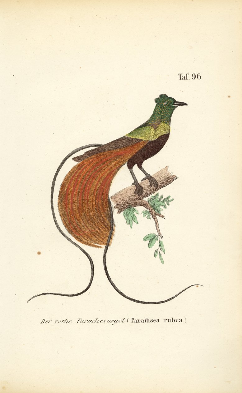  da J. W. Tenhaeff
