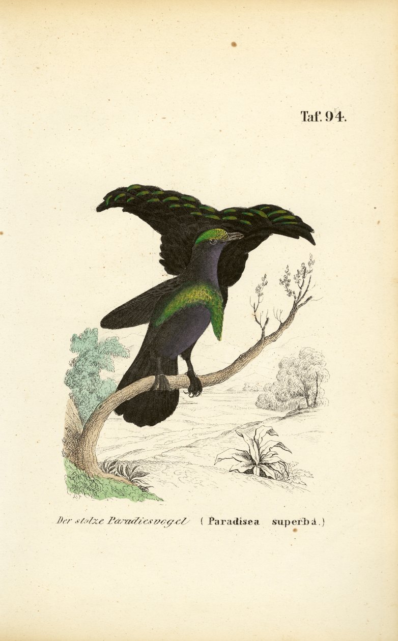 Il superbo uccello del paradiso da J. W. Tenhaeff