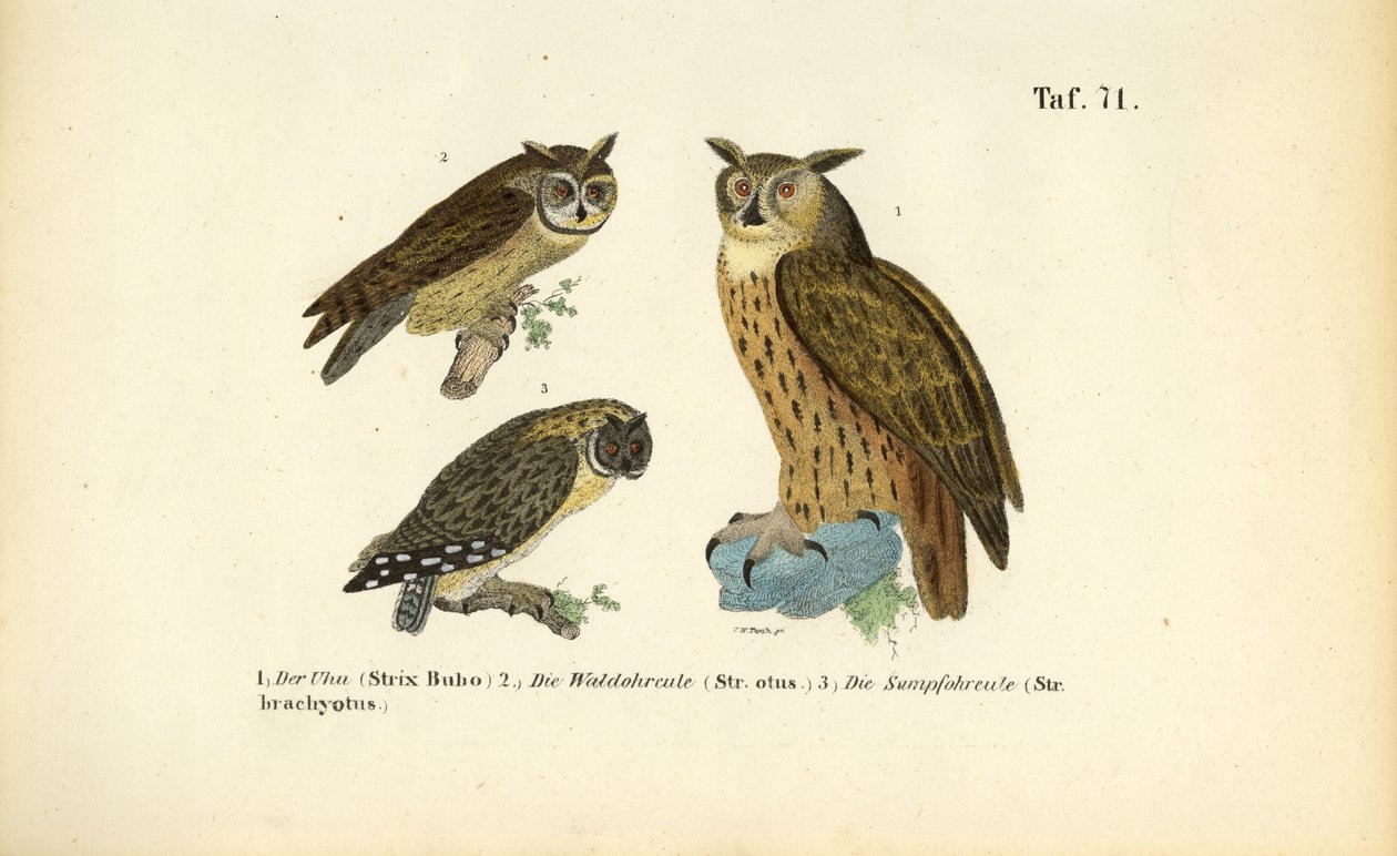 Tre specie di gufi con ciuffi auricolari da J. W. Tenhaeff