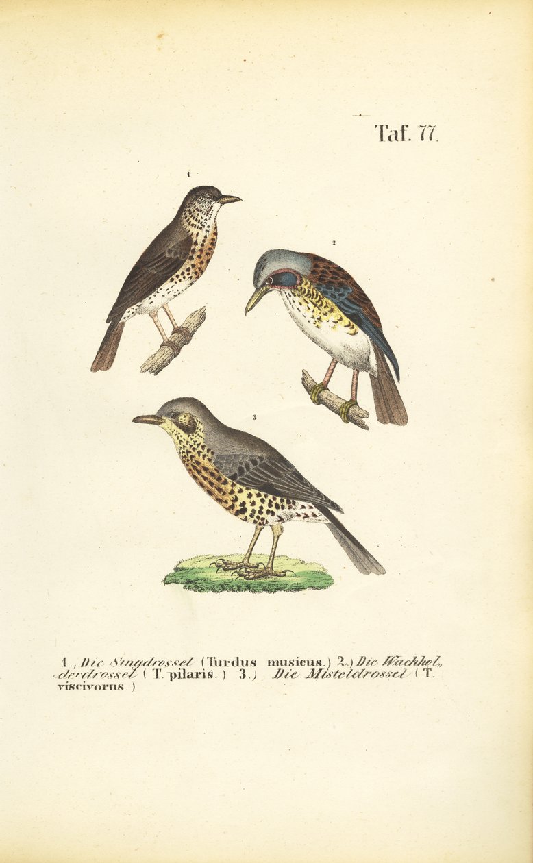 Tre specie di tordo da J. W. Tenhaeff