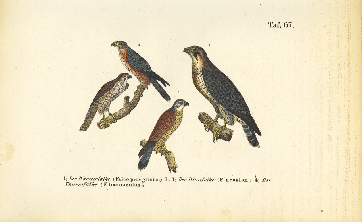 Varie specie di falchi da J. W. Tenhaeff