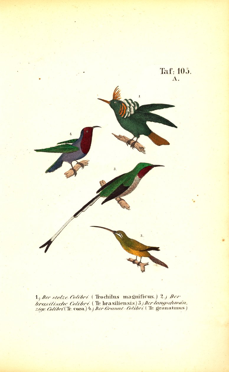 Varie specie di colibrì da J. W. Tenhaeff