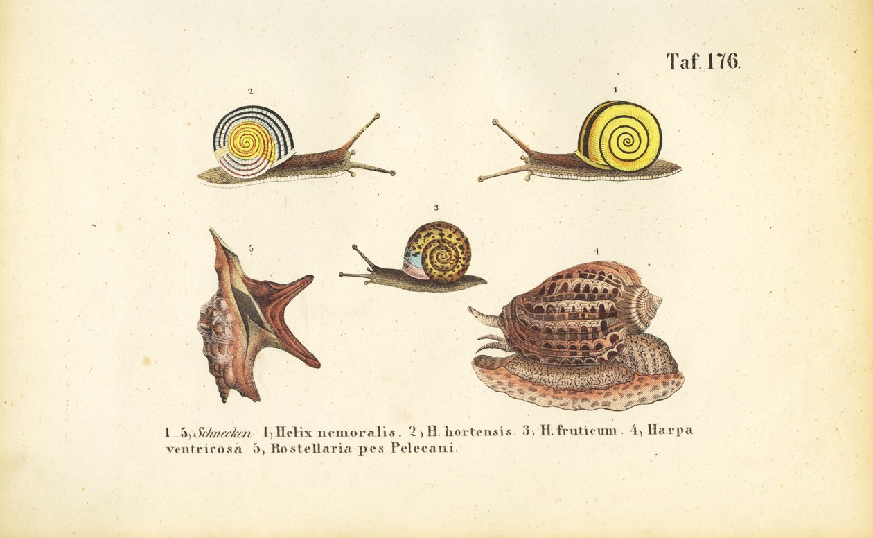 Varie lumache di terra e di mare da J. W. Tenhaeff