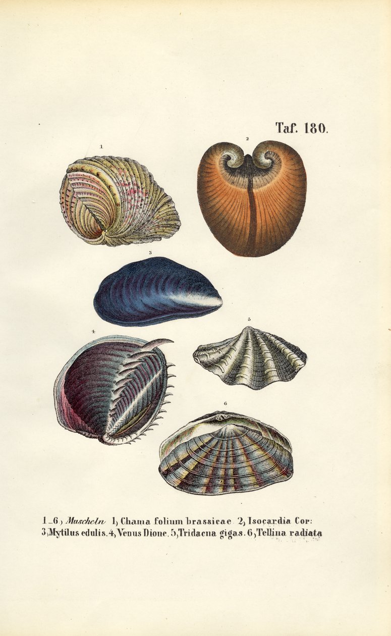 Vari bivalvi marini da J. W. Tenhaeff