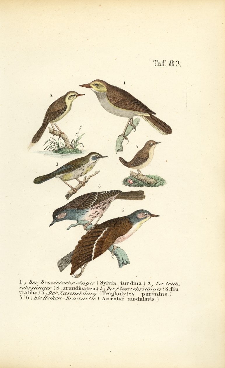 Diversi cannareccioni e duncine da J. W. Tenhaeff