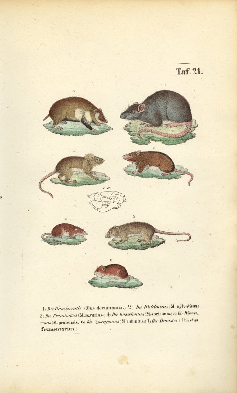 Varie specie di Muridae da J. W. Tenhaeff