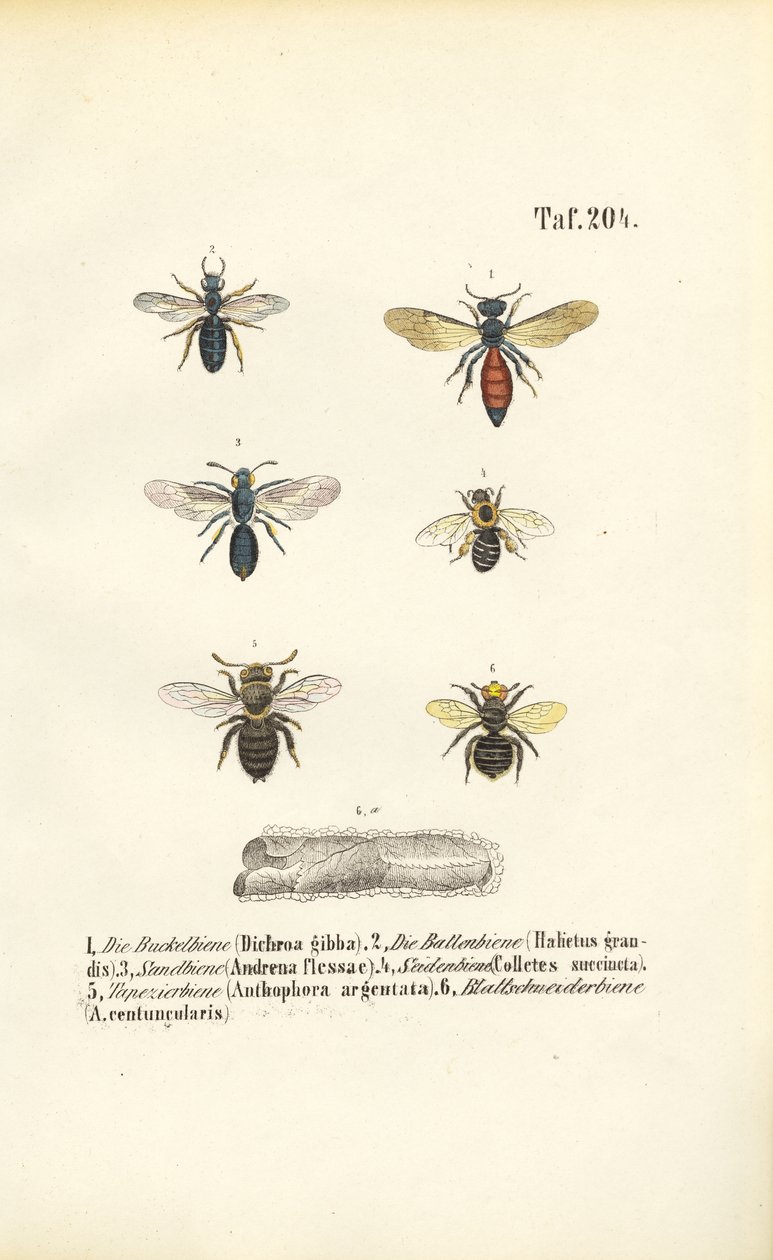 Varie specie di api selvatiche dell