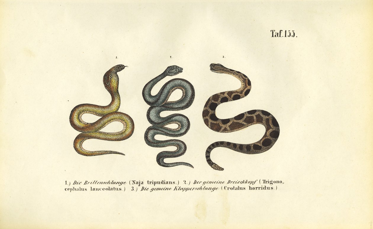 Serpenti velenosi: Cobra indiano, Fer-de-lance e serpente a sonagli del legno da J. W. Tenhaeff