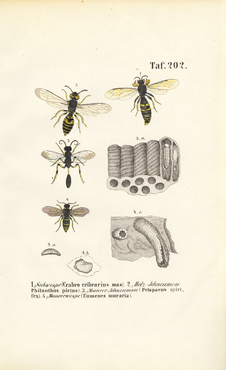 Le vespe e le loro costruzioni di nidi da J. W. Tenhaeff