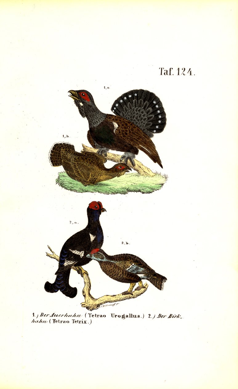 Gallo cedrone occidentale e fagiano di monte da J. W. Tenhaeff