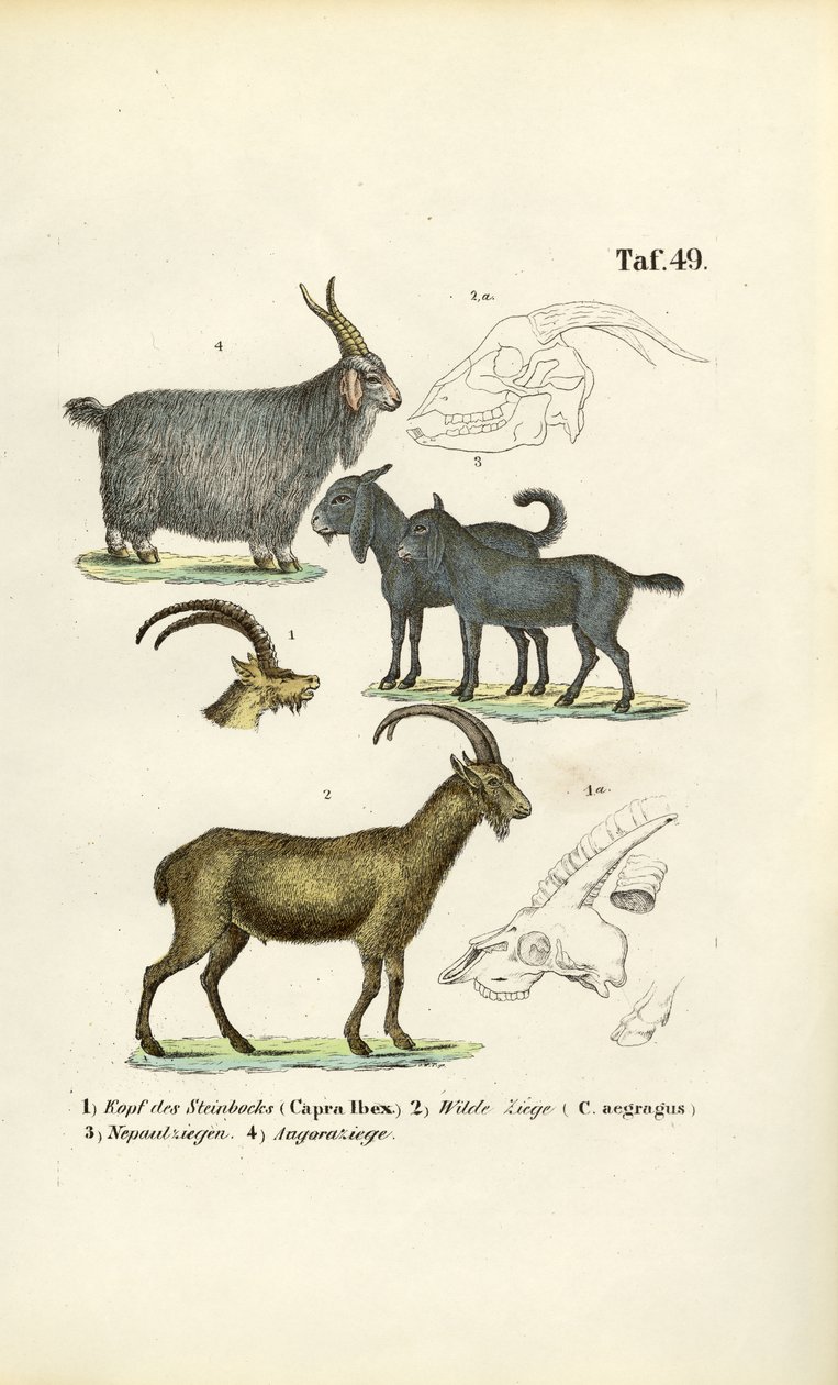 Capre selvatiche e specie di capre con dettagli anatomici da J. W. Tenhaeff