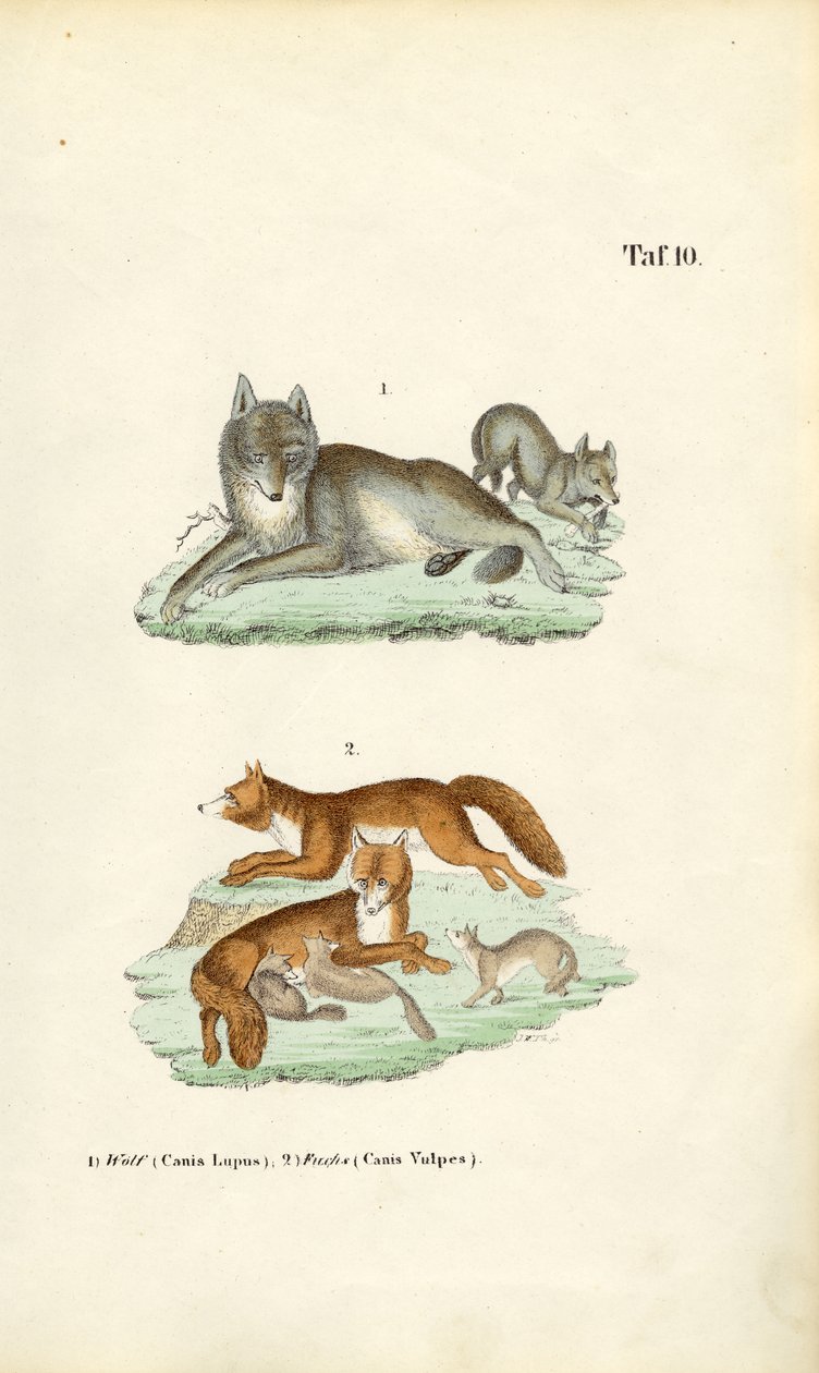 Lupo e volpe con i loro piccoli da J. W. Tenhaeff