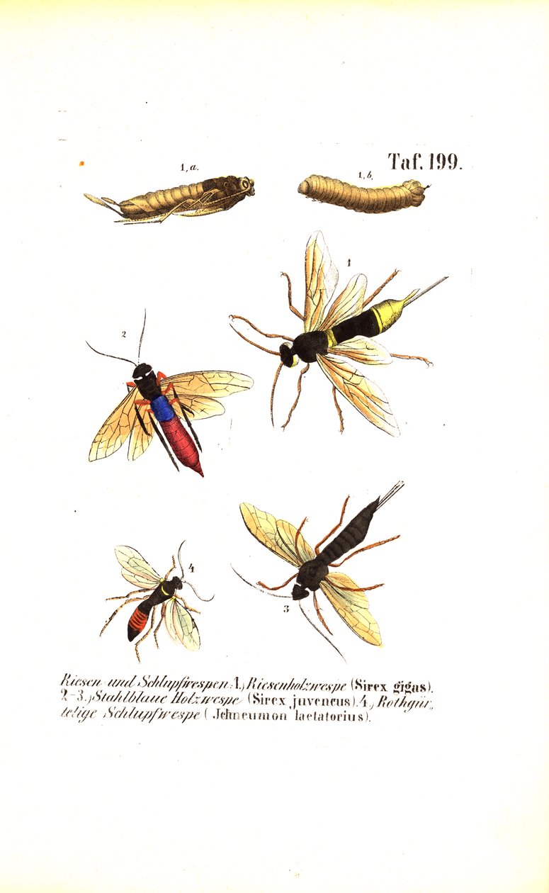 Vespe del legno e vespe itneumoniche da J. W. Tenhaeff