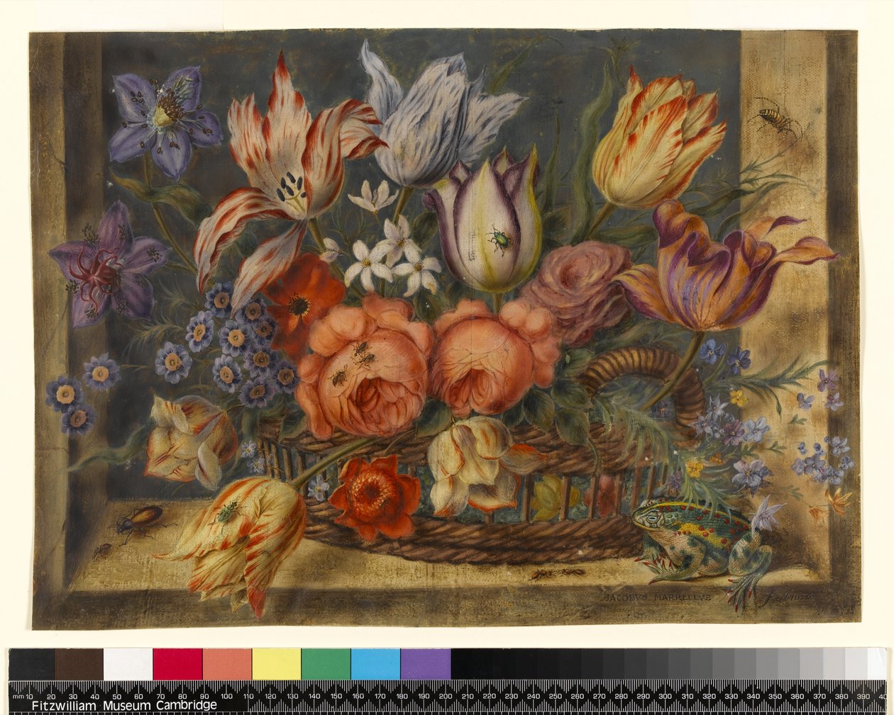 Fiori in un cesto con rane e insetti, 1634 da Jacob Marrel