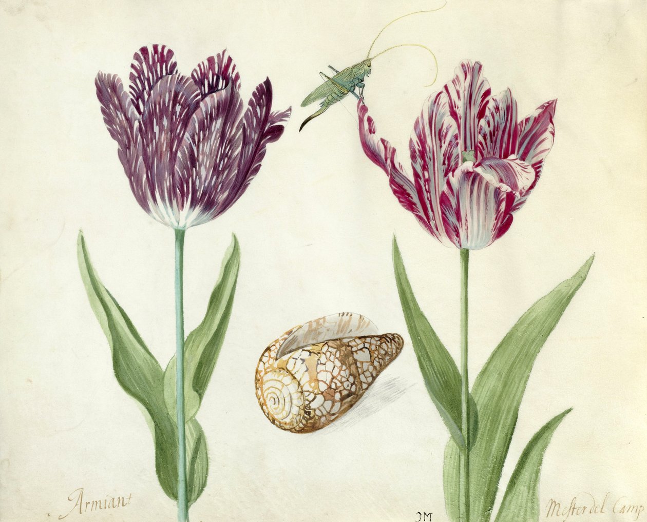 Due Tulipani, una conchiglia e una cavalletta, 1637-45 da Jacob Marrel