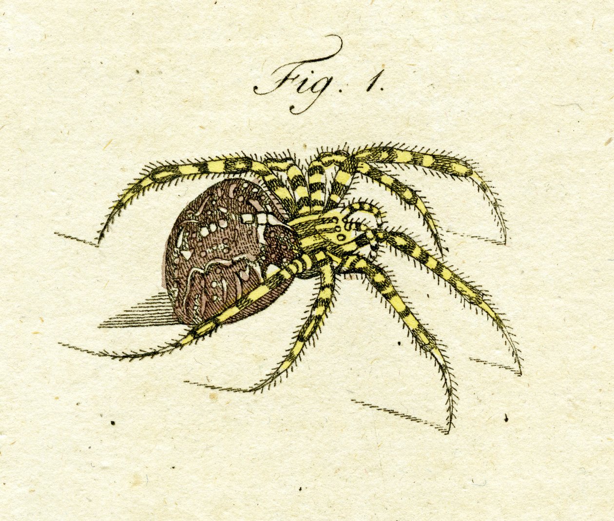 Illustrazione di un ragno da Jacob Xavier Schmuzer