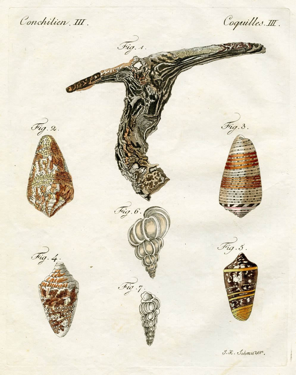 Illustrazione di conchiglie, 1790 da Jacob Xavier Schmuzer