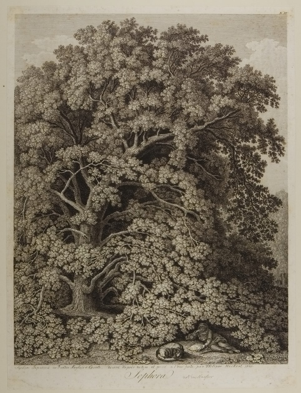 Sophora da Jacob Philippe Hackert