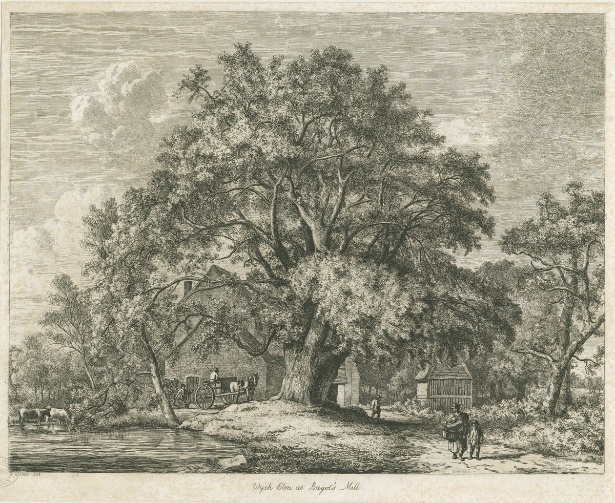 Blithfield - Wych Elm, 1825 da Jacob George Strutt
