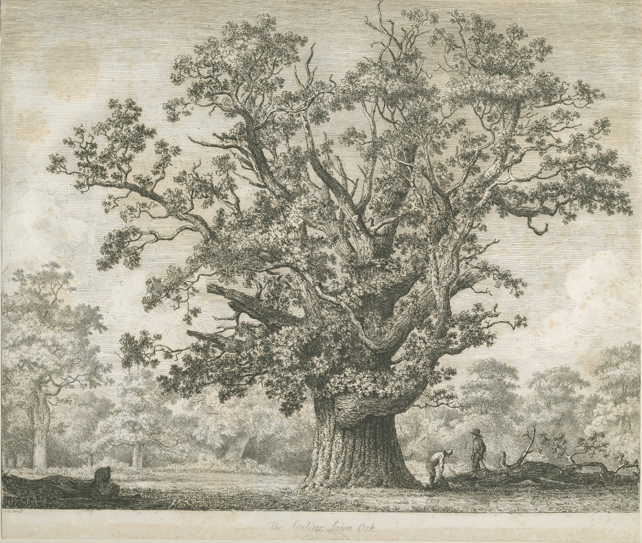 Needwood - Swilcar Oak, c.1820-1850 da Jacob George Strutt