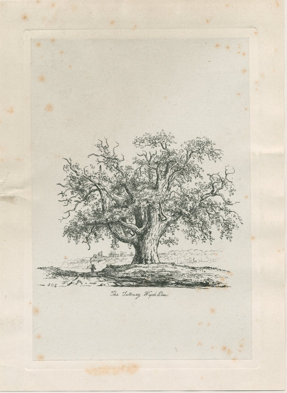 Tutbury - "Olmo di Wych": incisione, nd [c 1820] da Jacob George Strutt