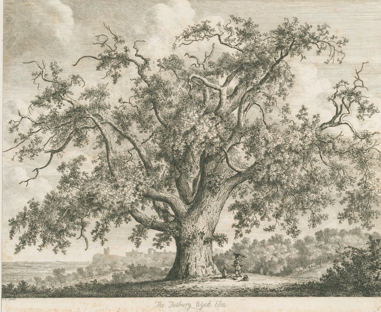 Tutbury - "Olmo di Wych": incisione, nd [c 1820] da Jacob George Strutt