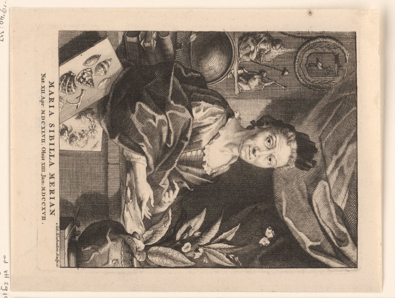 Ritratto di Maria Sibylla Merian da Jacob Houbraken