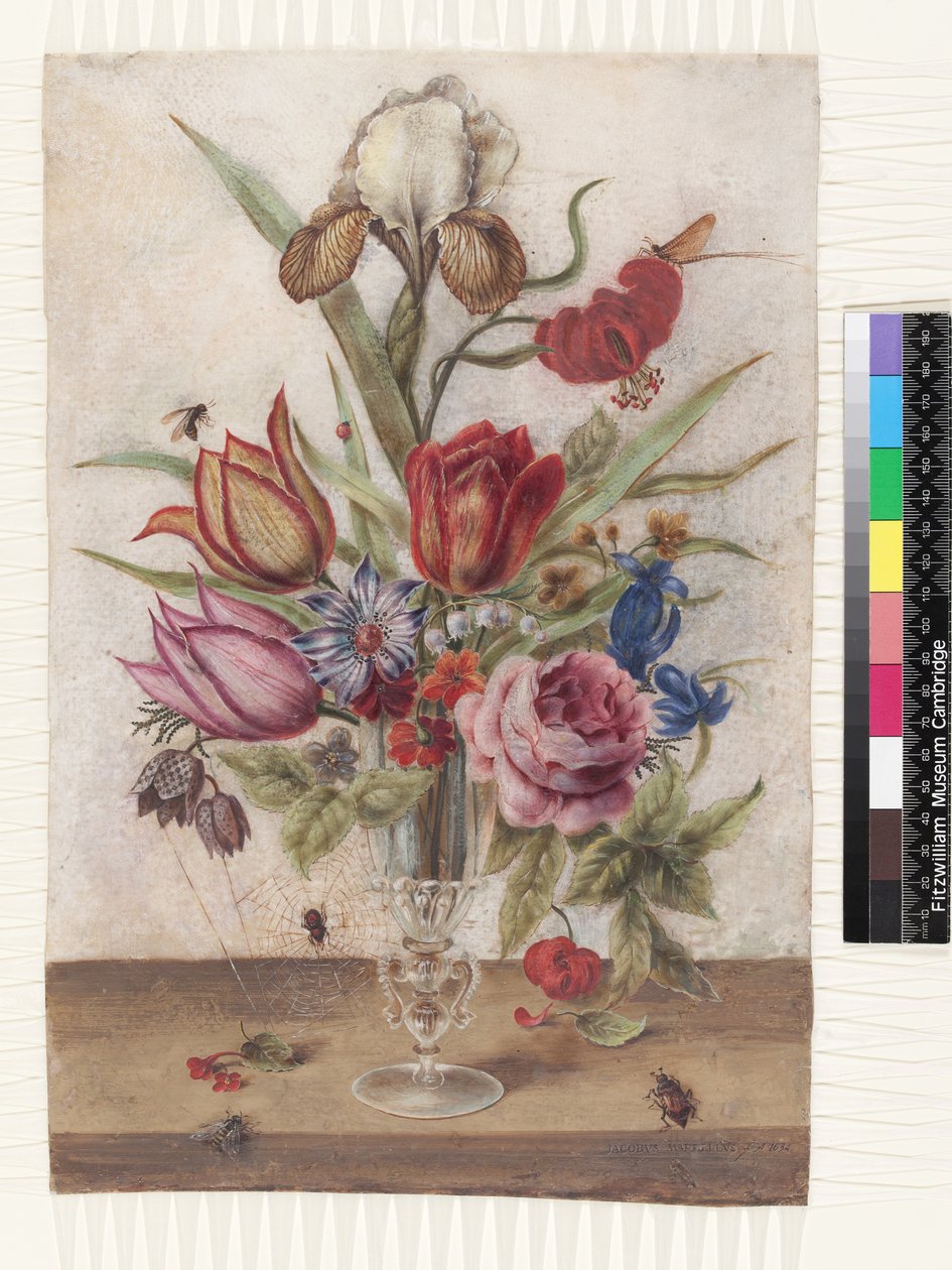 Calice di vetro veneziano contenente tulipani, rose, anemoni, genziana, fritillaria, iris variegato, lilium chalcedonicum, maggiolino, mosca di maggio, mughetto e primula da Jacob Marrel
