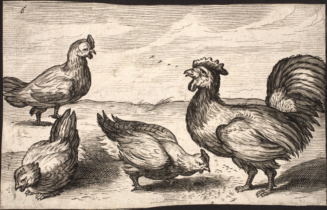 Un gallo con tre galline da Jacob Matham