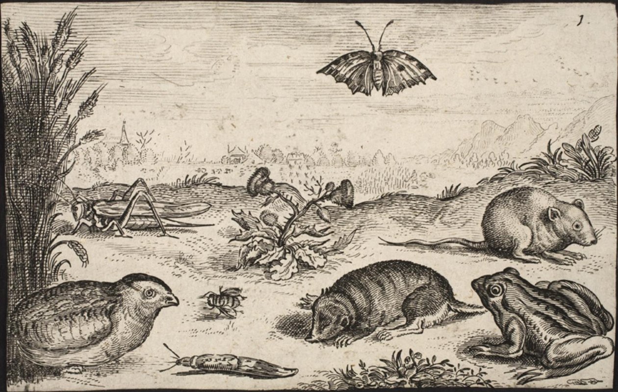 Piccoli animali e insetti: cavalletta, farfalla, arvicola, pernice, ape, lumaca, talpa e rana da Jacob Matham