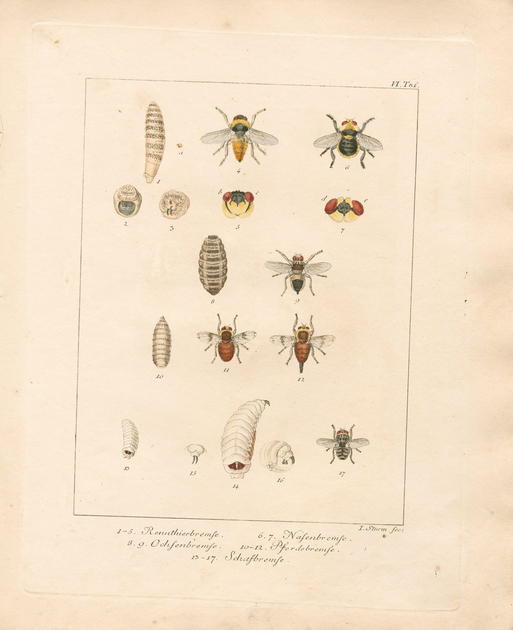 Varie specie di mosche e i loro stadi di sviluppo (incisione in rame colorata a mano) da Jacob Sturm