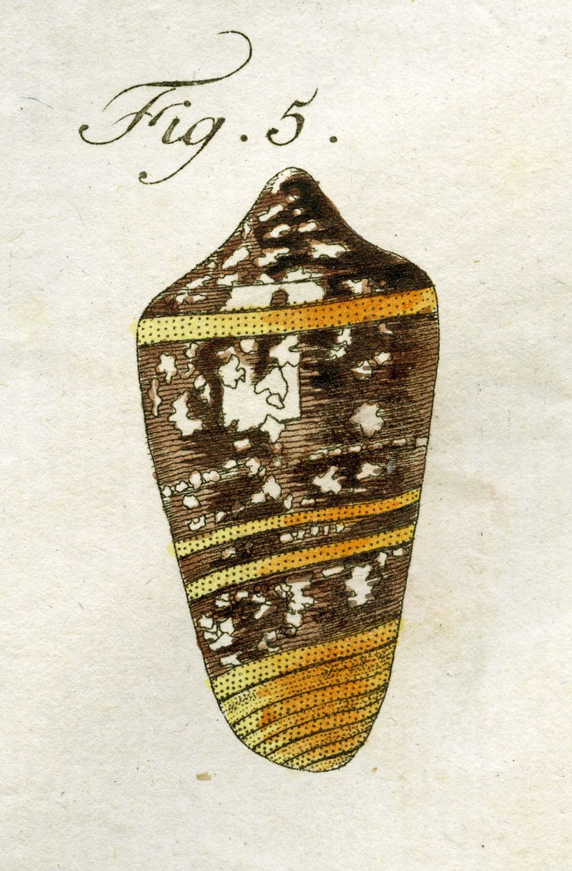 Illustrazione di Conus Ammiralis (sottospecie Summus), 1790 da Jacob Xavier Schmuzer