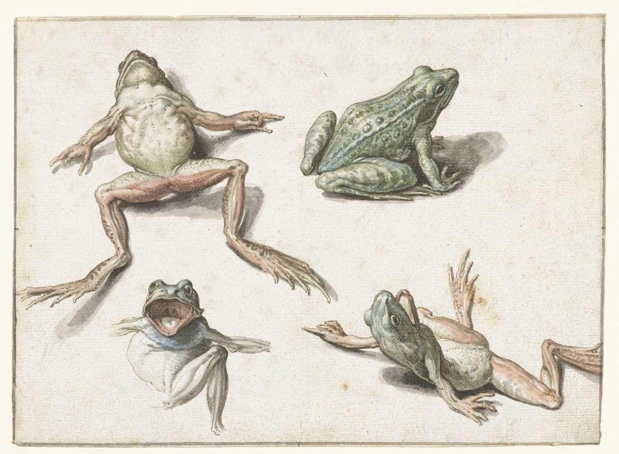 Quattro studi di una rana da Jacob de Gheyn (II)