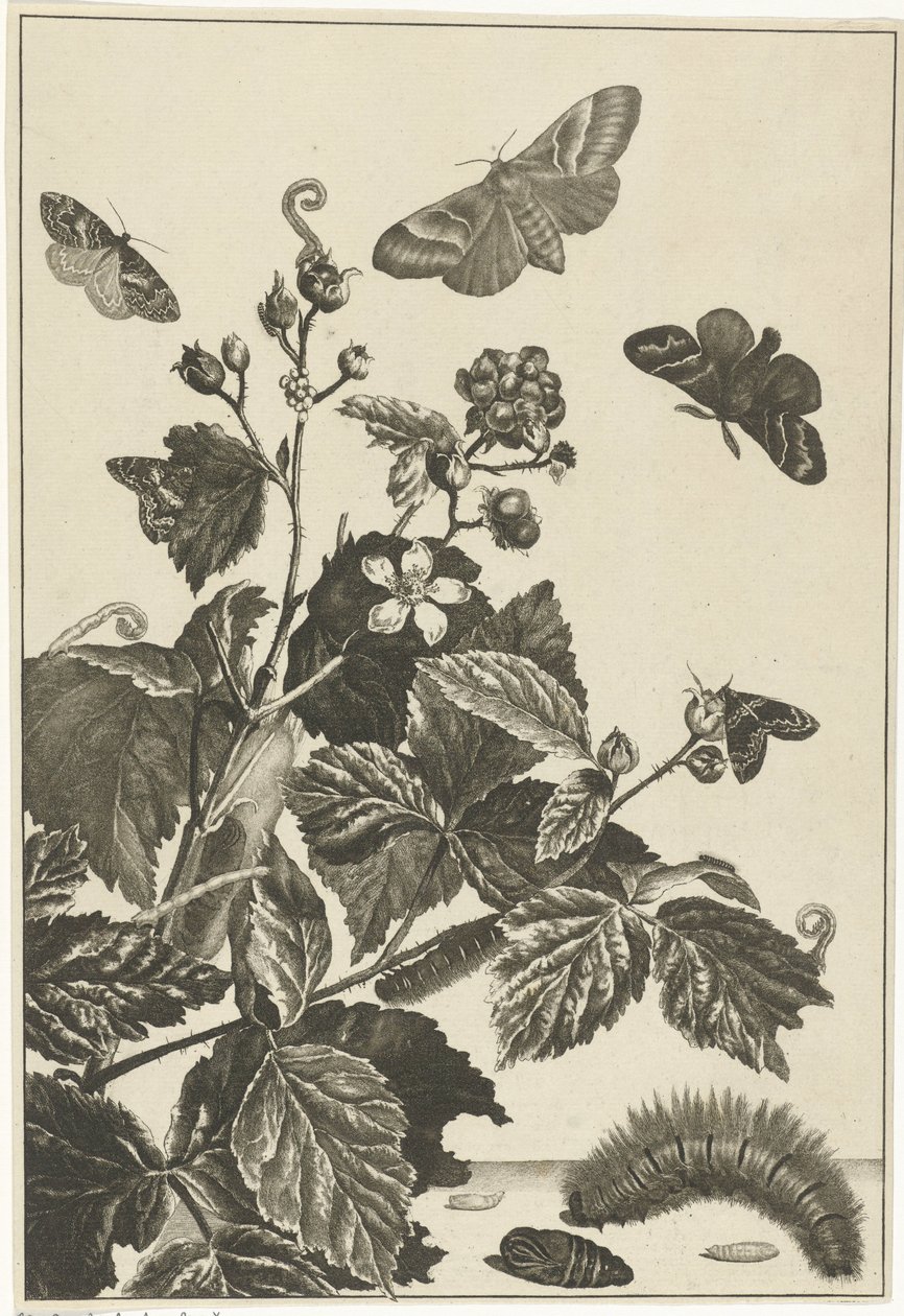 Rosa selvatica con bruchi e farfalle da Jacob l