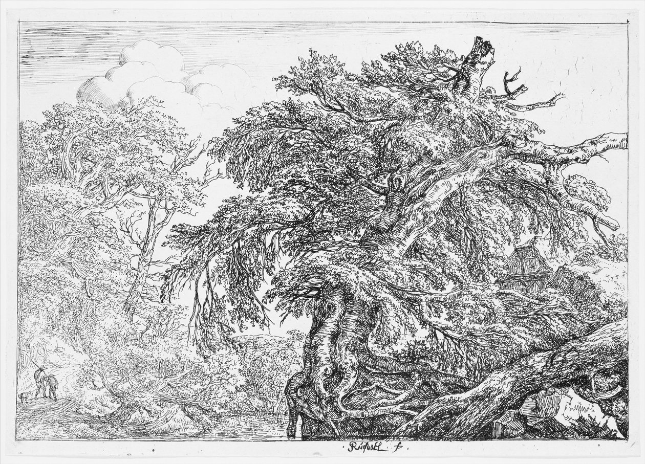 Il grande faggio da Jacob van Ruisdael