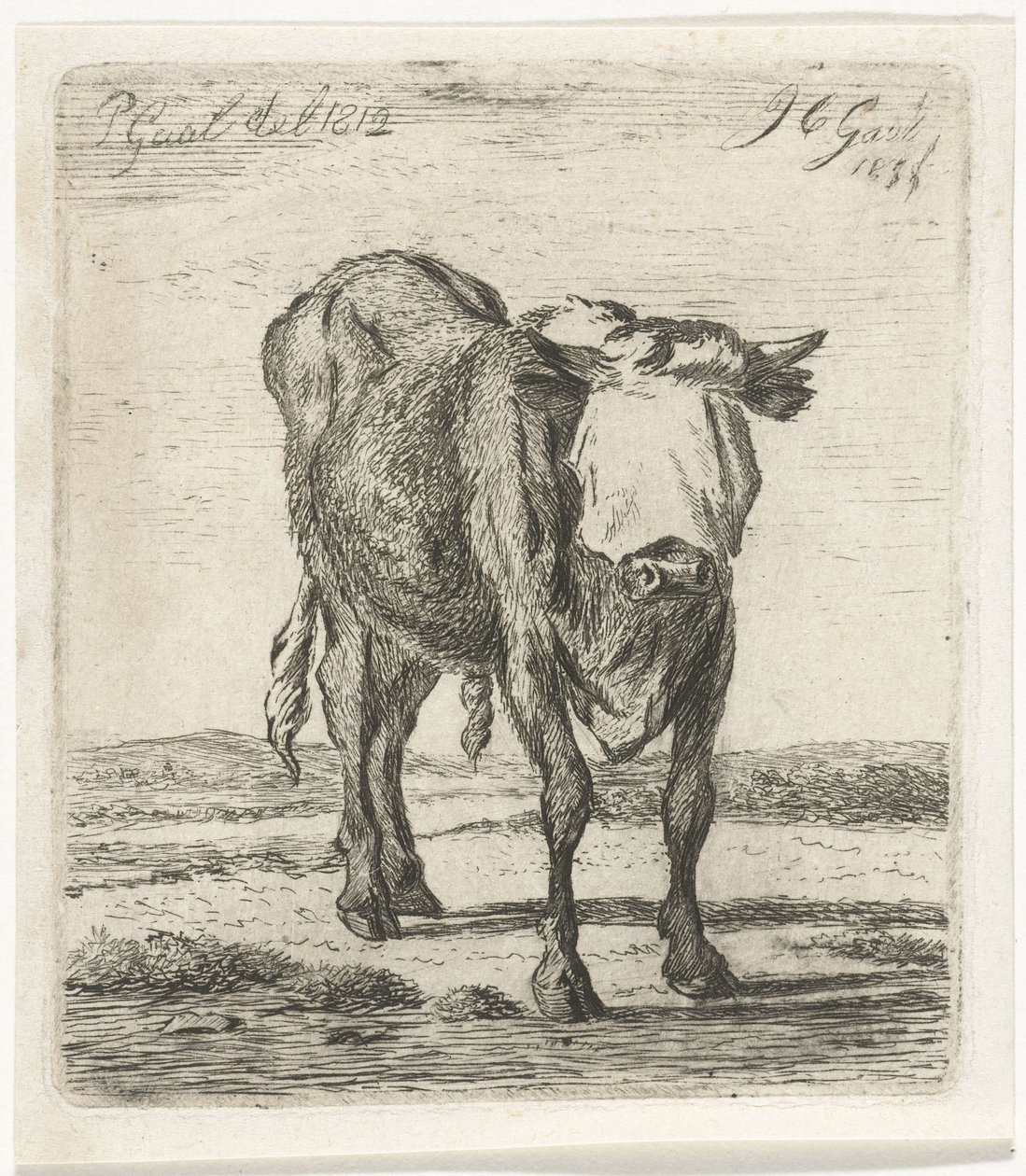 Toro bendato da Jacobus Cornelis Gaal