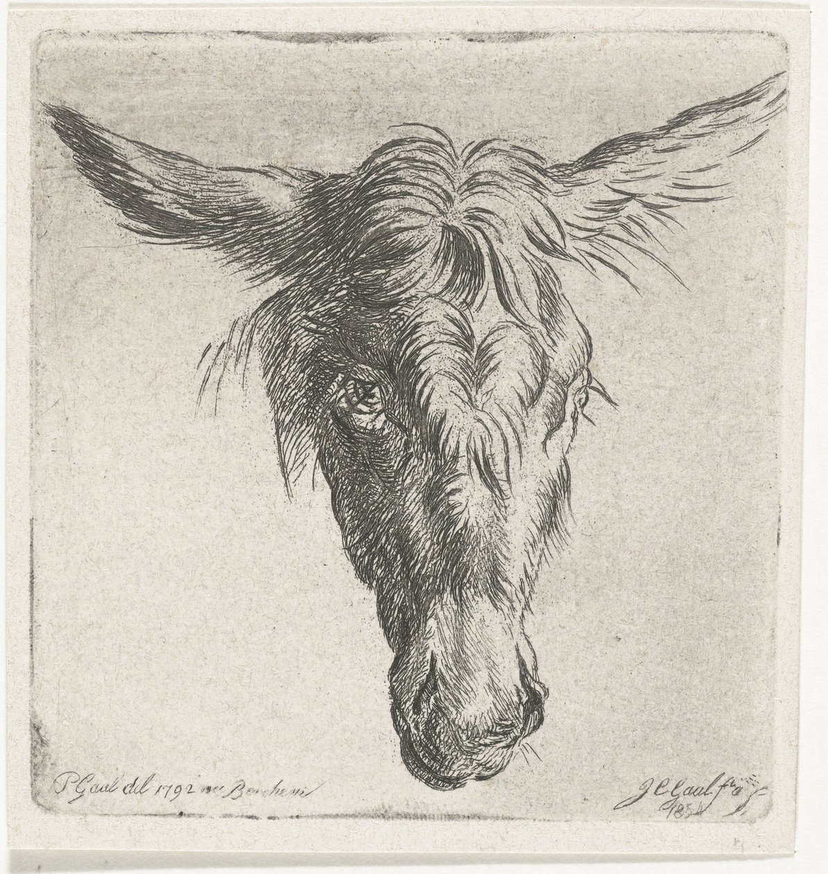 Testa di un asino da Jacobus Cornelis Gaal