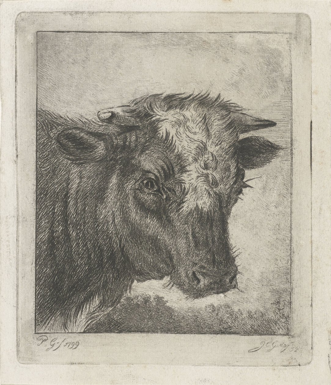 Testa di una mucca con macchia bianca da Jacobus Cornelis Gaal
