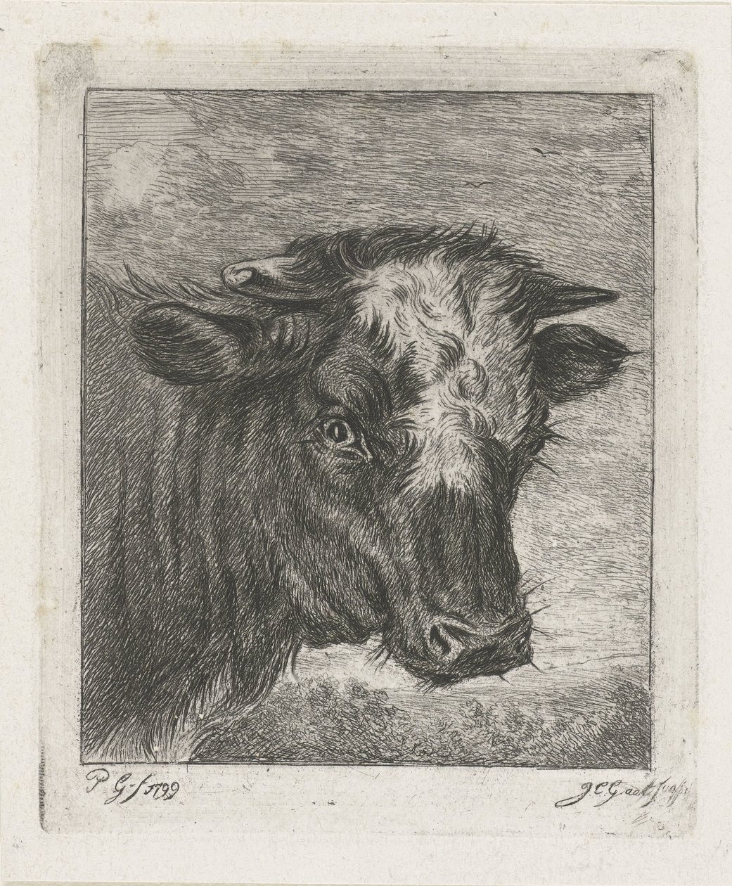 Testa di una mucca con macchia bianca da Jacobus Cornelis Gaal