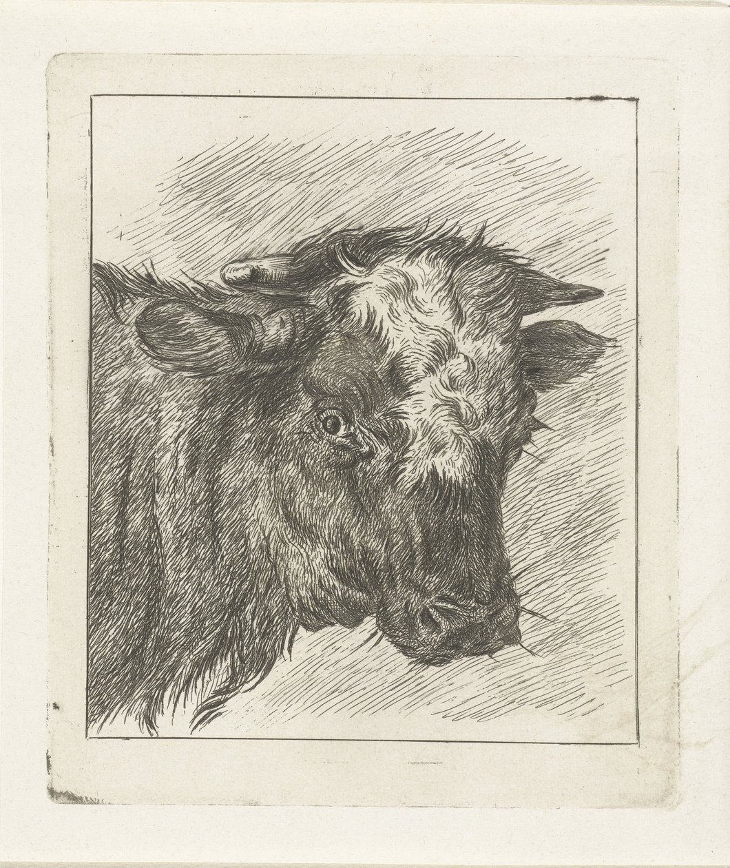 Testa di una mucca con macchia bianca da Jacobus Cornelis Gaal