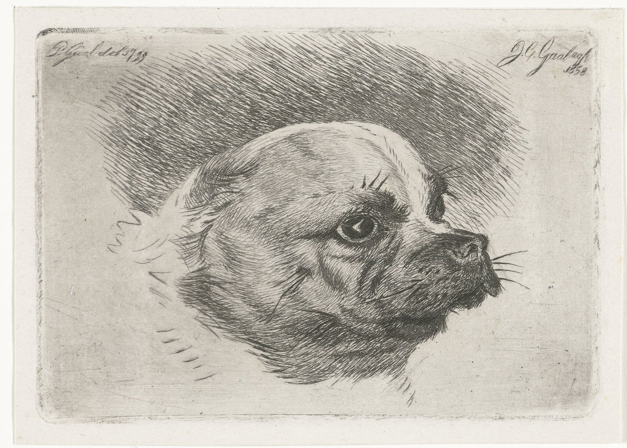 Testa di un carlino da Jacobus Cornelis Gaal